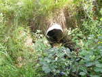 Culvert Crossing, Washburn, Maine