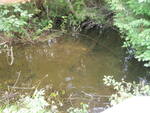 Culvert Crossing, Pettengill Stream, Washburn, Maine