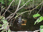 Culvert Crossing, Mapleton, Maine