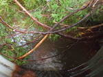 Culvert Crossing, Presque Isle, Maine