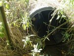 Culvert Crossing, Presque Isle, Maine