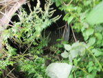 Culvert Crossing, Fort Fairfield, Maine