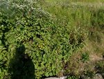 Culvert Crossing, Fort Fairfield, Maine