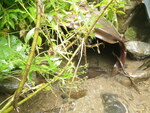Culvert Crossing, Fort Fairfield, Maine
