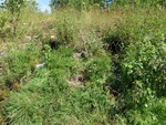 Multiple Culvert Crossing, Limestone, Maine