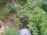 Culvert Crossing, Caswell, Maine