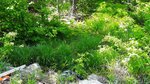 Multiple Culvert Crossing, Parlin Pond Twp, Maine