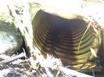 Culvert Crossing, Jay, Maine