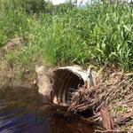 Culvert Crossing at Biscay Road, Damariscotta, Maine