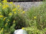 Culvert Crossing, Masardis, Maine