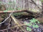 Multiple Culvert Crossing, T15 R9 WELS, Maine
