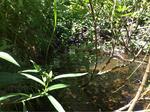 Multiple Culvert Crossing, Saint Agatha, Maine