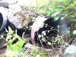 Multiple Culvert Crossing, Eagle Lake, Maine