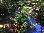 Culvert Crossing, Saint Agatha, Maine