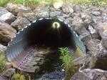 Culvert Crossing, Fort Kent, Maine