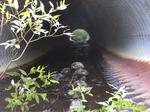 Culvert Crossing, Portage Lake, Maine