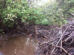 Culvert Crossing, T7 R17 WELS, Maine