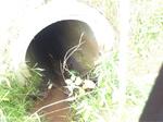Culvert Crossing, Grand Isle, Maine