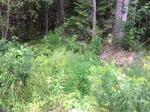 Culvert Crossing, T15 R9 WELS, Maine