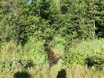 Culvert Crossing, Wallagrass, Maine