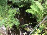 Culvert Crossing, Bethel, Maine