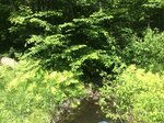 Culvert Crossing, Turner, Maine