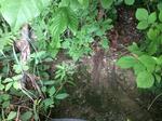 Culvert Crossing, Bethel, Maine