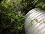 Culvert Crossing, Turner, Maine