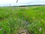 Culvert Crossing, Cross Lake Twp, Maine