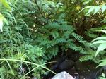 Culvert Crossing, Bethel, Maine