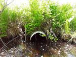 Culvert Crossing, Leeds, Maine