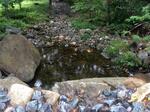 Multiple Culvert Crossing, Wilton, Maine