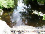 Multiple Culvert Crossing, Greenland Brook, Danforth, Maine