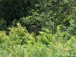 Culvert Crossing, Robbinston, Maine