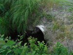 Culvert Crossing, Crooked Brook, Lambert Lake Twp, Maine