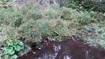 Culvert Crossing, Flood Brook, Topsfield, Maine