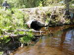 Culvert Crossing, Gardner Brook, Greenlaw Chopping Twp, Maine