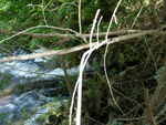 Culvert Crossing, West Branch Amazon Brook, Grand Lake Stream Plt, Maine