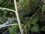 Culvert Crossing, West Branch Amazon Brook, Grand Lake Stream Plt, Maine