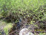 Culvert Crossing, Indian Twp Res, Maine