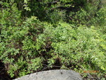 Culvert Crossing, Stony Brook, Baileyville, Maine