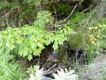 Culvert Crossing, Butterfield Brook, Forest Twp, Maine