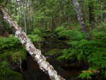 Culvert Crossing, Oqiton Twp, Maine