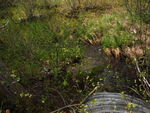 Culvert Crossing, Mill Brook, Robbinston, Maine