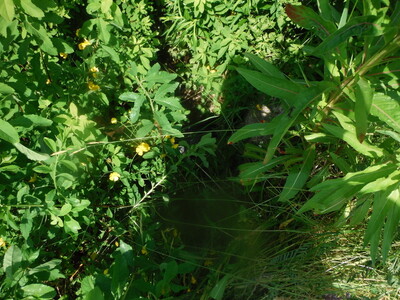 image preview