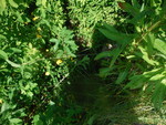 Culvert Crossing, Perry, Maine