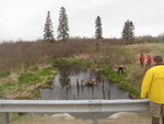 Multiple Culvert Crossing, Boyden Stream, Perry, Maine