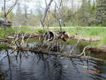 Multiple Culvert Crossing, Perry, Maine