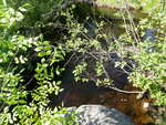 Culvert Crossing, Conic Stream, Baring Plt, Maine