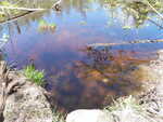Culvert Crossing, Grand Lake Stream Plt, Maine